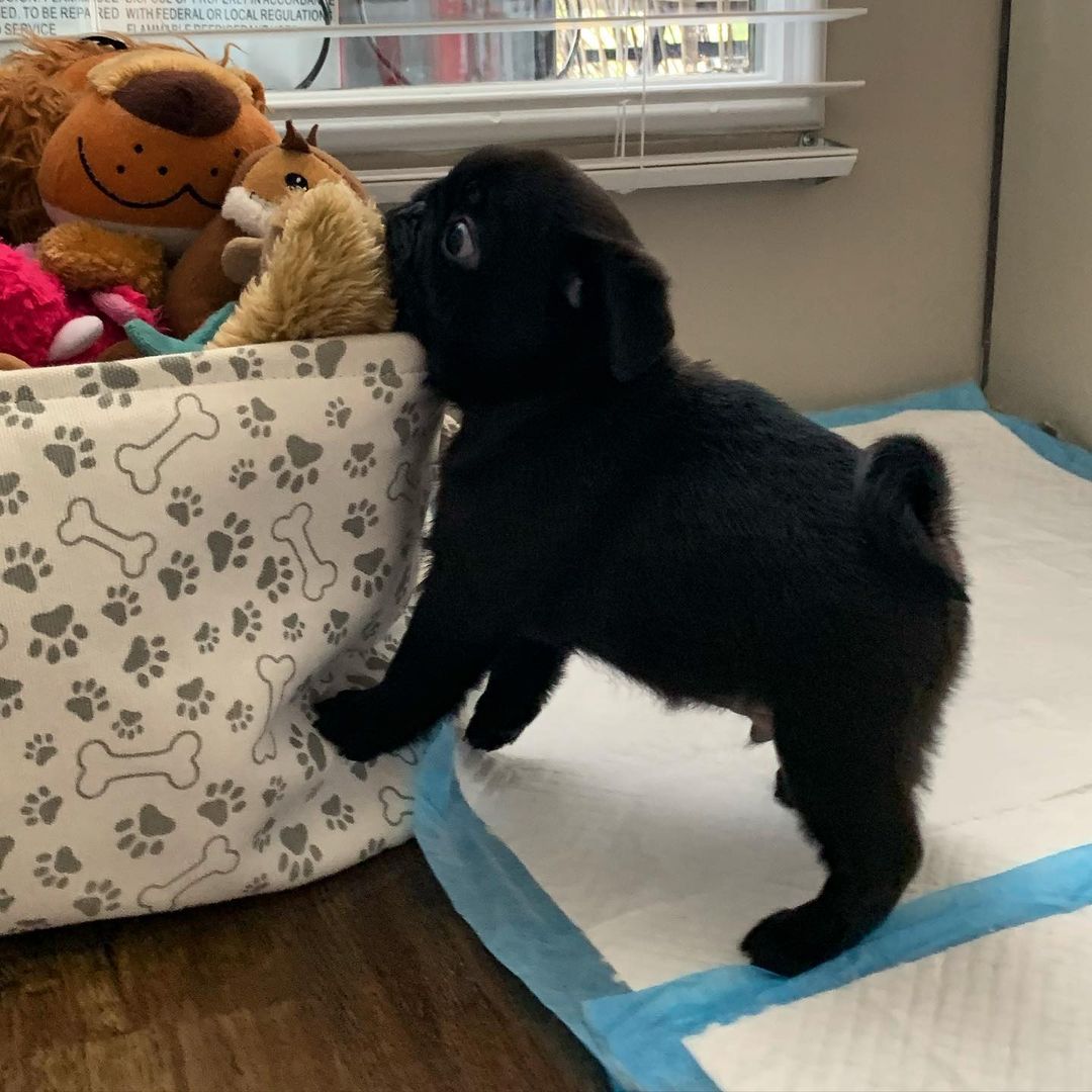 Douzi Pug puppy